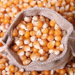Yellow Maize